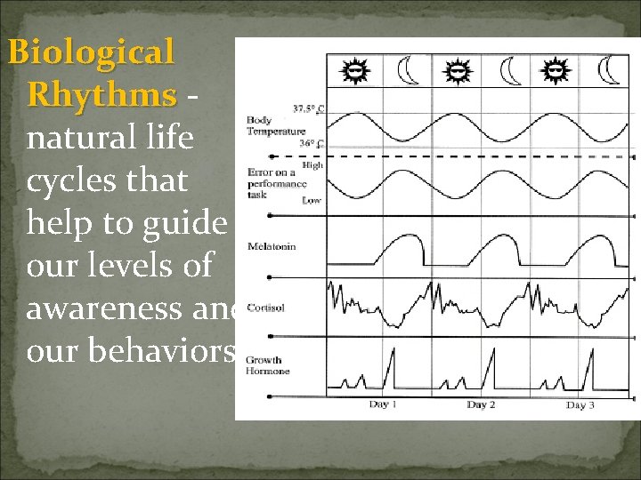 Biological Rhythms natural life cycles that help to guide our levels of awareness and