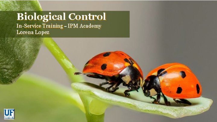 Biological Control In-Service Training - IPM Academy Lorena Lopez 