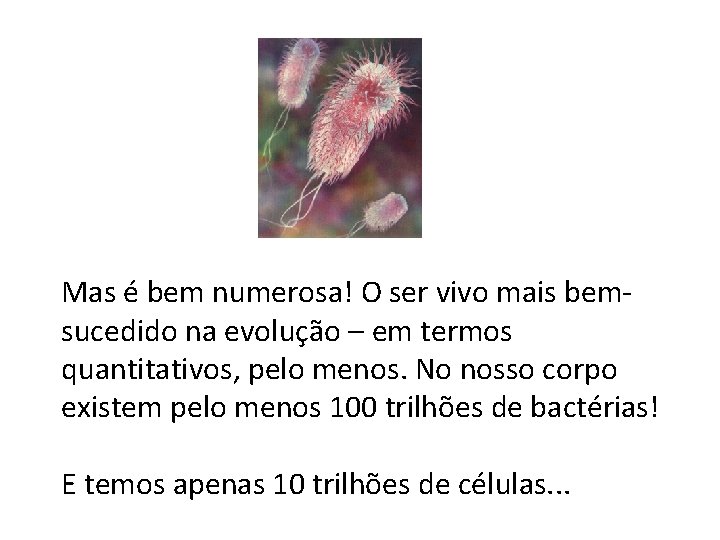 Mas é bem numerosa! O ser vivo mais bemsucedido na evolução – em termos