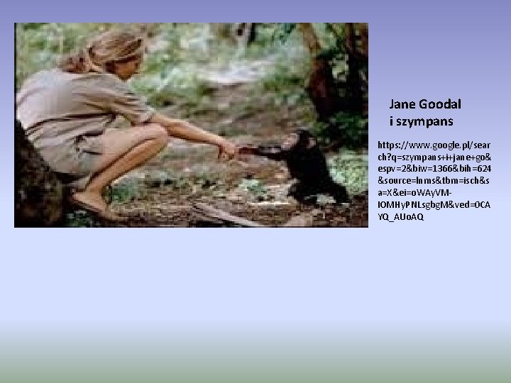 Jane Goodal i szympans https: //www. google. pl/sear ch? q=szympans+i+jane+go& espv=2&biw=1366&bih=624 &source=lnms&tbm=isch&s a=X&ei=o. WAy.