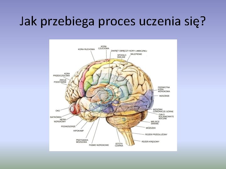 Jak przebiega proces uczenia się? 