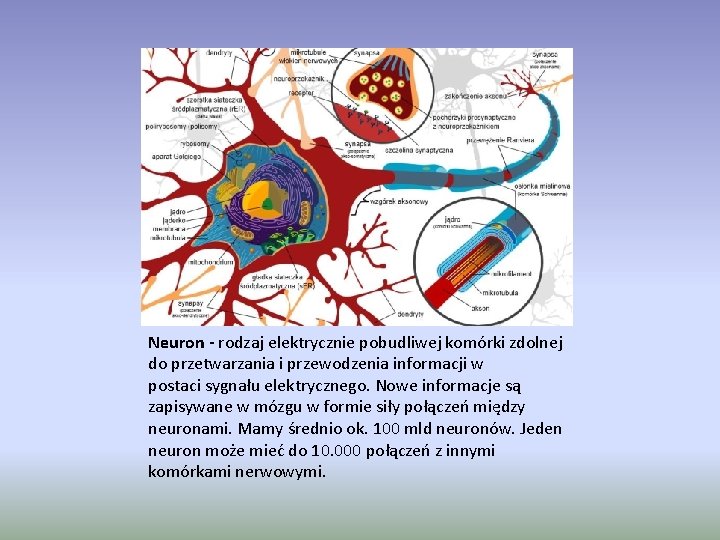 Neuron - rodzaj elektrycznie pobudliwej komórki zdolnej do przetwarzania i przewodzenia informacji w postaci
