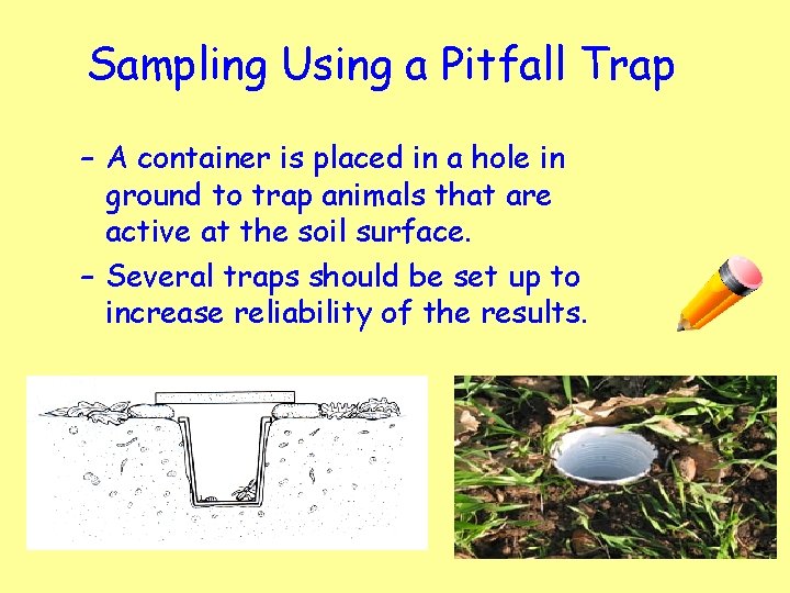 Sampling Using a Pitfall Trap – A container is placed in a hole in