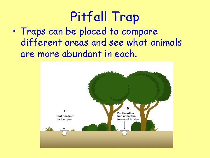 Pitfall Trap • Traps can be placed to compare different areas and see what