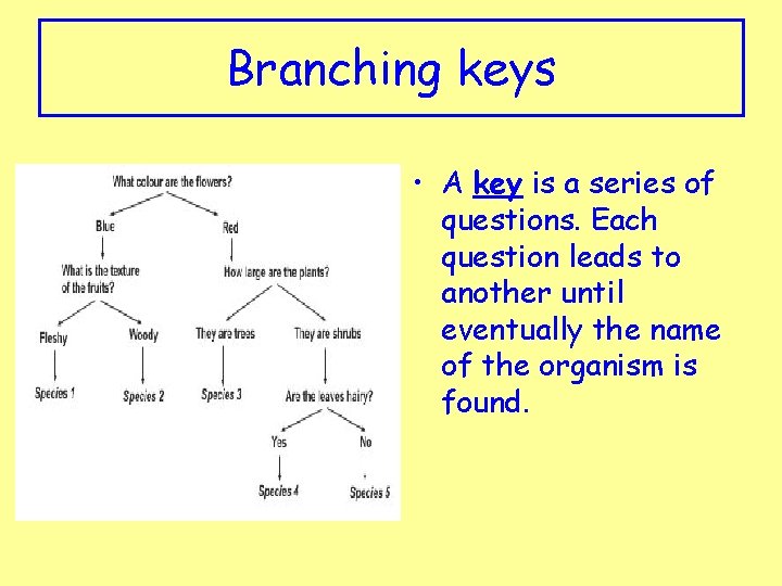 Branching keys • A key is a series of questions. Each question leads to