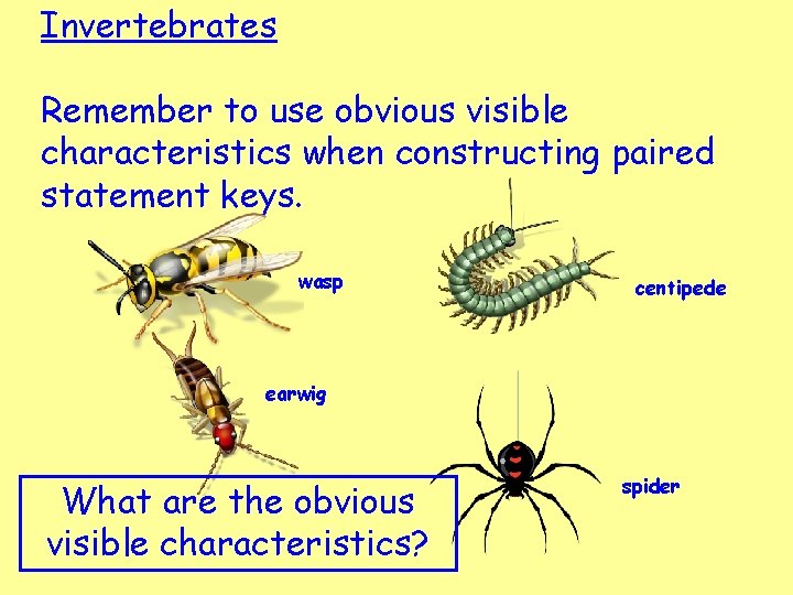 Invertebrates Remember to use obvious visible characteristics when constructing paired statement keys. wasp centipede