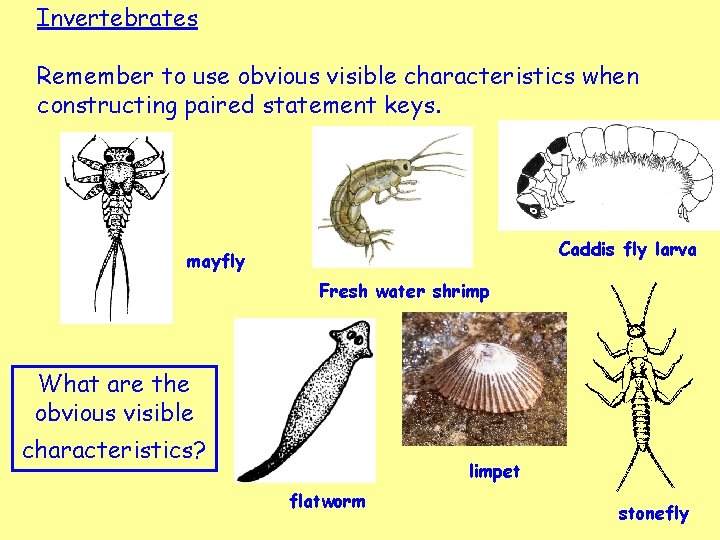 Invertebrates Remember to use obvious visible characteristics when constructing paired statement keys. Caddis fly