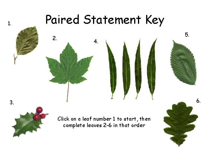 1. Paired Statement Key 2. 4. 5. 6. 3. Click on a leaf number