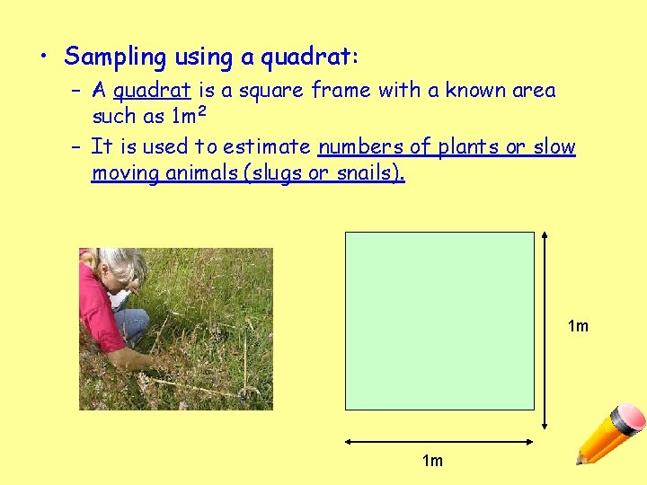  • Sampling using a quadrat: – A quadrat is a square frame with