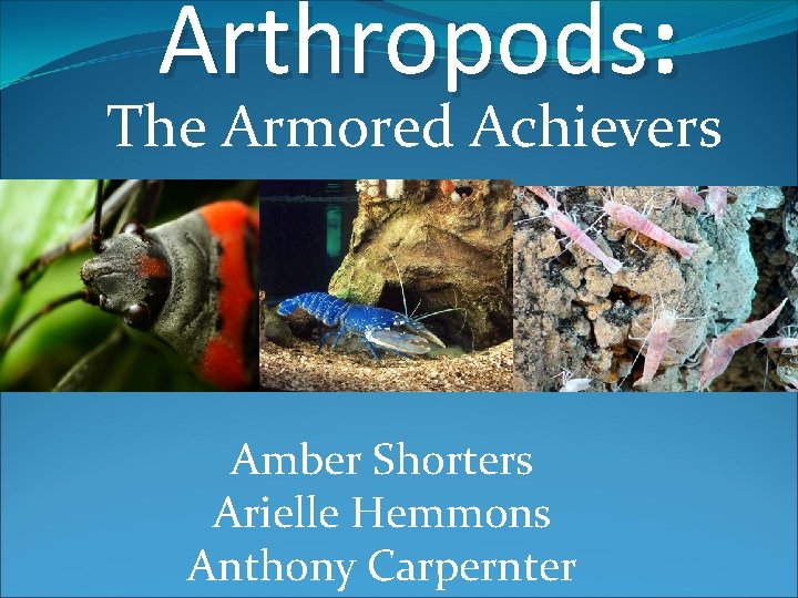 Arthropods: The Armored Achievers Amber Shorters Arielle Hemmons Anthony Carpernter 