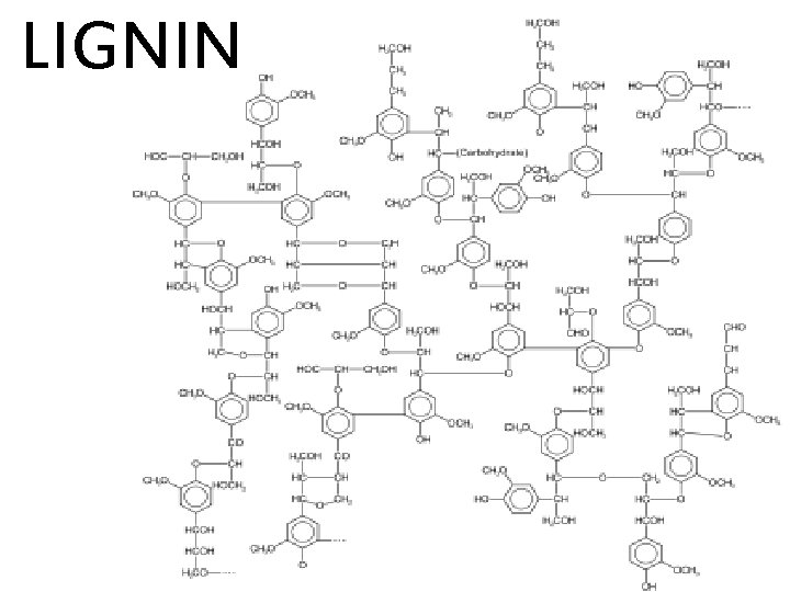 LIGNIN 