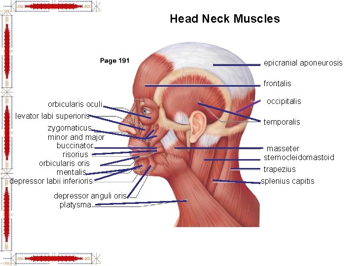 Head Neck Muscles epicranial aponeurosis frontalis orbicularis oculi levator labi superioris zygomaticus minor and