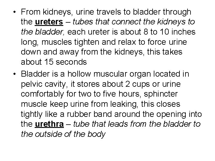  • From kidneys, urine travels to bladder through the ureters – tubes that