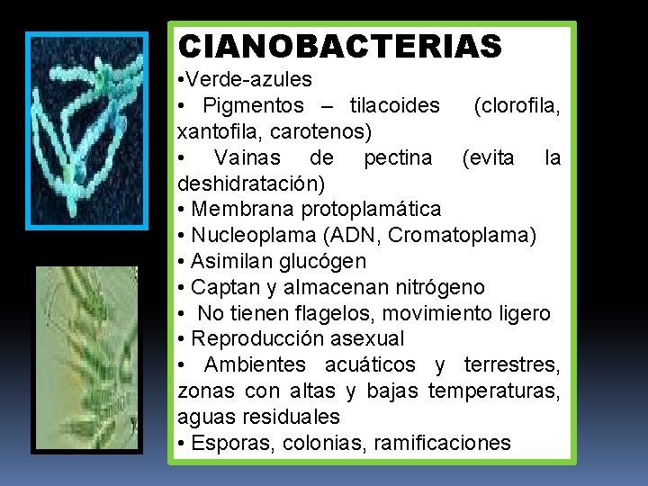 CIANOBACTERIAS • Verde-azules • Pigmentos – tilacoides (clorofila, xantofila, carotenos) • Vainas de pectina