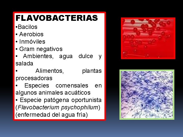 FLAVOBACTERIAS • Bacilos • Aerobios • Inmóviles • Gram negativos • Ambientes, agua dulce