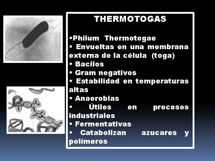 THERMOTOGAS • Philum Thermotogae • Envueltas en una membrana externa de la célula (toga)