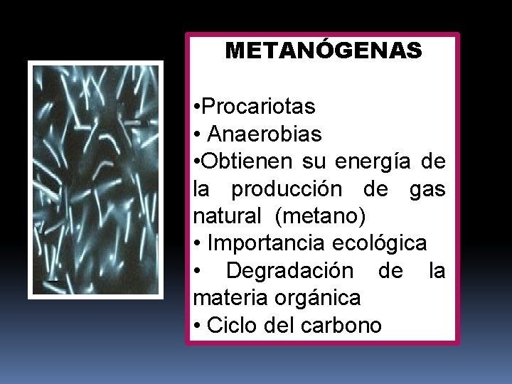 METANÓGENAS • Procariotas • Anaerobias • Obtienen su energía de la producción de gas