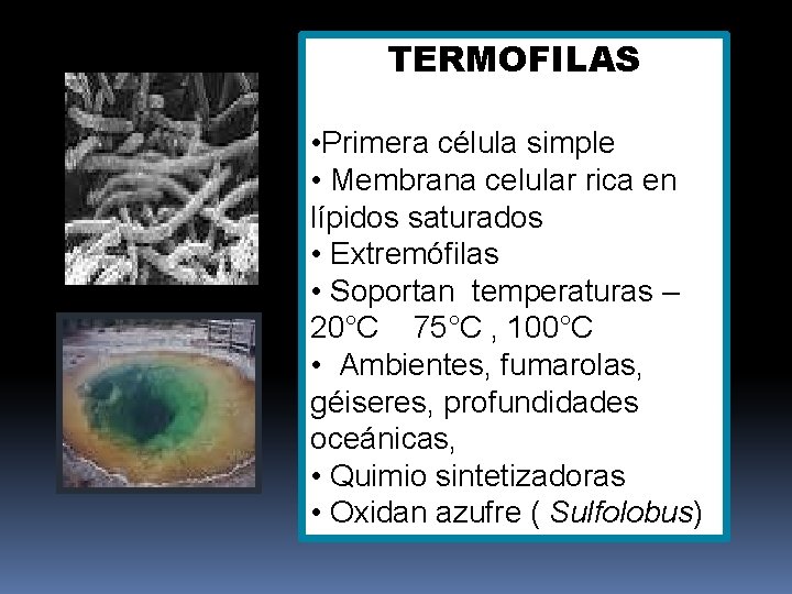 TERMOFILAS • Primera célula simple • Membrana celular rica en lípidos saturados • Extremófilas