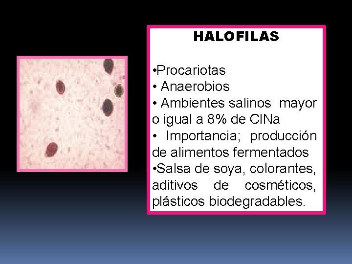 HALOFILAS • Procariotas • Anaerobios • Ambientes salinos mayor o igual a 8% de