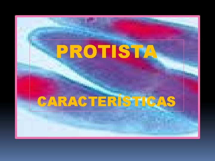 PROTISTA CARACTERÍSTICAS 