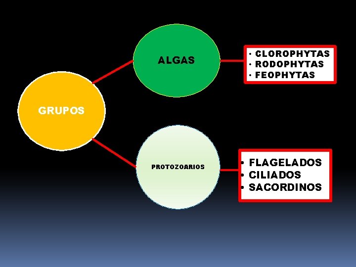 ALGAS • CLOROPHYTAS • RODOPHYTAS • FEOPHYTAS GRUPOS PROTOZOARIOS • FLAGELADOS • CILIADOS •