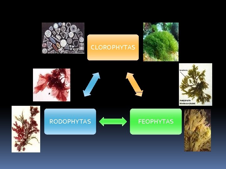CLOROPHYTAS RODOPHYTAS FEOPHYTAS 