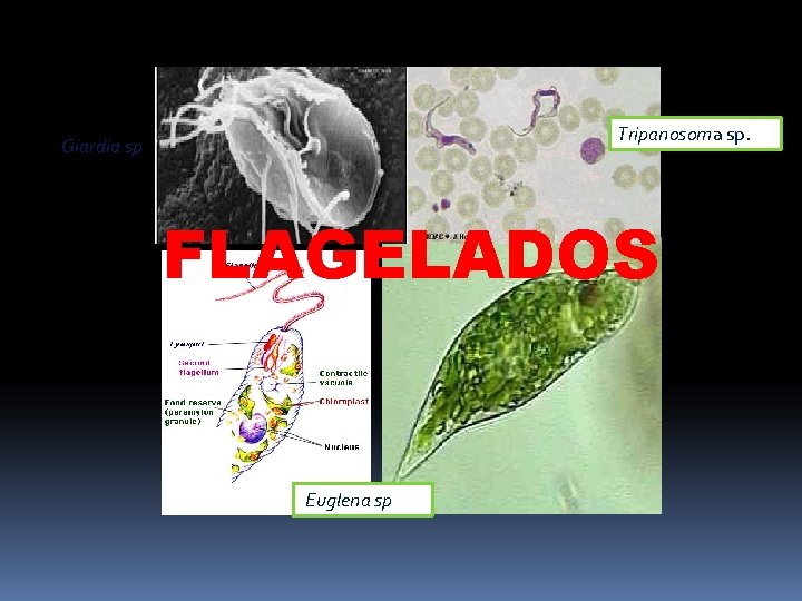 Tripanosoma sp. Giardia sp FLAGELADOS Euglena sp 