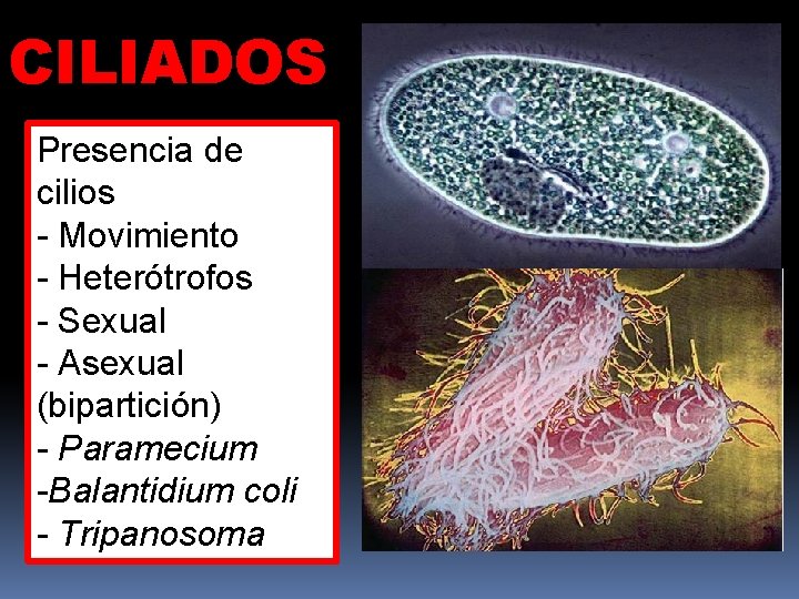 CILIADOS Presencia de cilios - Movimiento - Heterótrofos - Sexual - Asexual (bipartición) -