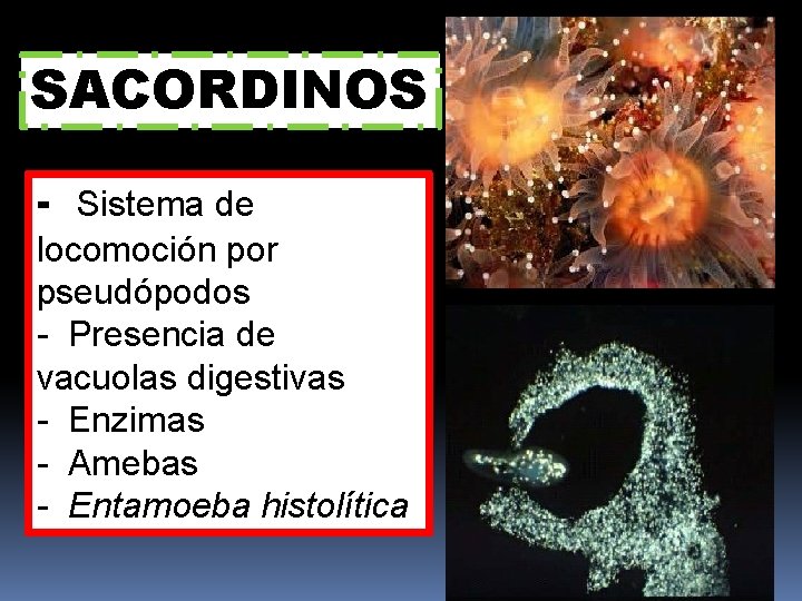 SACORDINOS - Sistema de locomoción por pseudópodos - Presencia de vacuolas digestivas - Enzimas