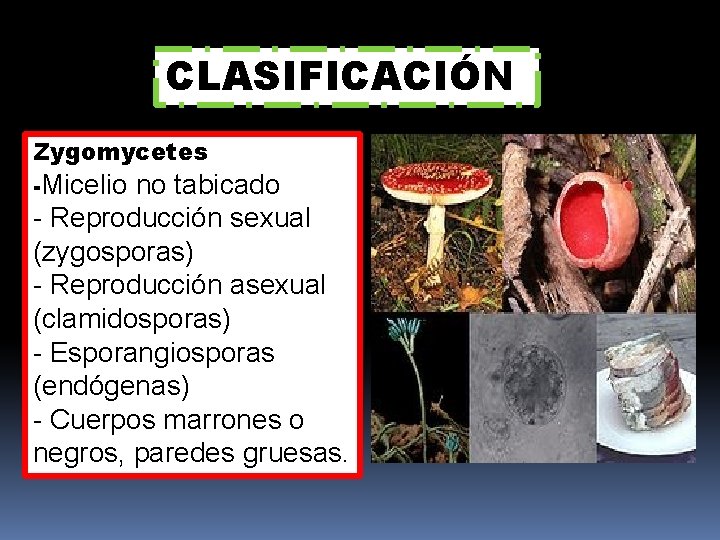 CLASIFICACIÓN Zygomycetes -Micelio no tabicado - Reproducción sexual (zygosporas) - Reproducción asexual (clamidosporas) -