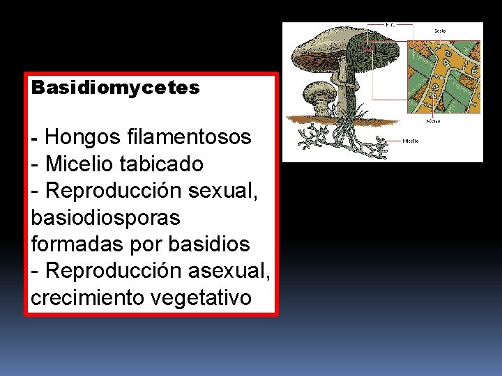 Basidiomycetes - Hongos filamentosos - Micelio tabicado - Reproducción sexual, basiodiosporas formadas por basidios