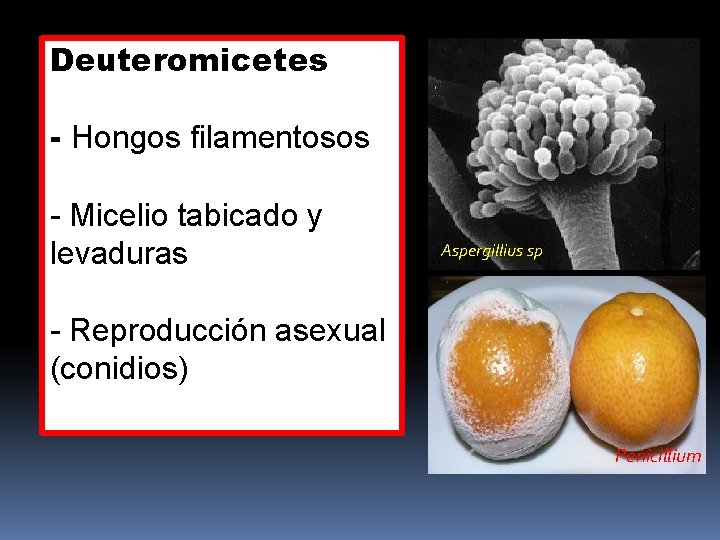 Deuteromicetes - Hongos filamentosos - Micelio tabicado y levaduras Aspergillius sp - Reproducción asexual