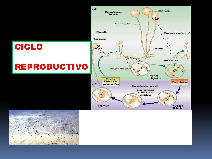 CICLO REPRODUCTIVO 