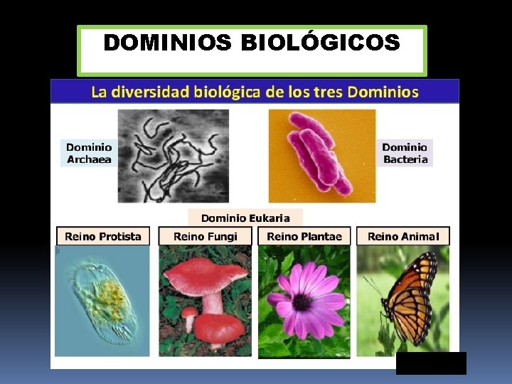 DOMINIOS BIOLÓGICOS 
