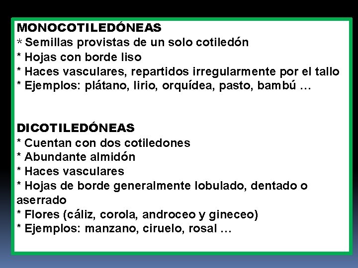 MONOCOTILEDÓNEAS * Semillas provistas de un solo cotiledón * Hojas con borde liso *