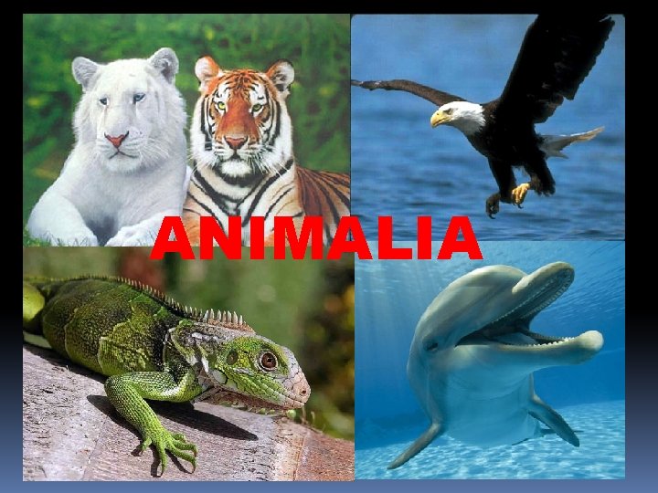 ANIMALIA 