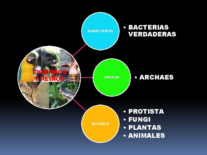 EUBACTERIAS DOMINIOS Y REINOS • BACTERIAS VERDADERAS • ARCHAES ARCHAE EUCARYA • • PROTISTA