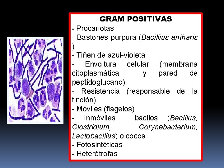 GRAM POSITIVAS - Procariotas - Bastones purpura (Bacillius antharis ) - Tiñen de azul-violeta