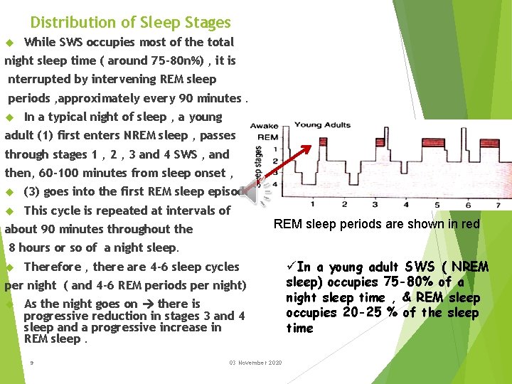 Distribution of Sleep Stages While SWS occupies most of the total night sleep time