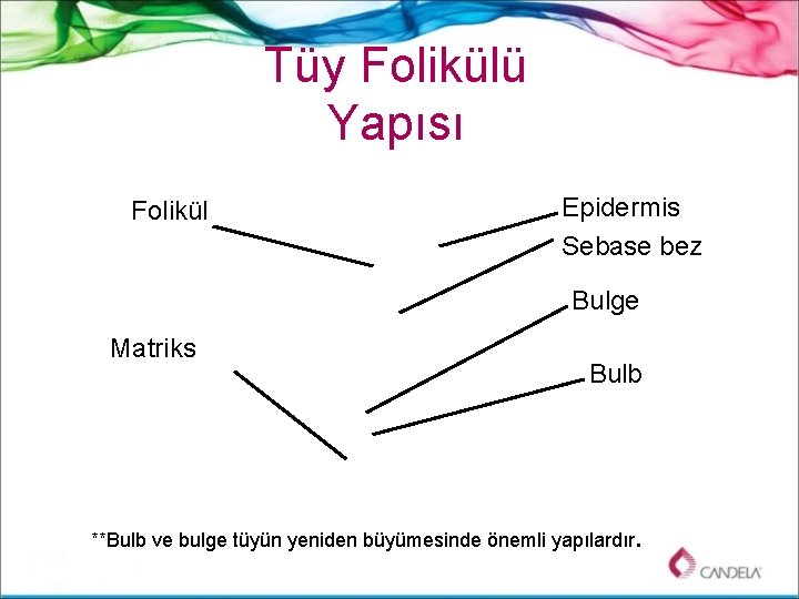 Tüy Folikülü Yapısı Folikül Epidermis Sebase bez Bulge Matriks Bulb **Bulb ve bulge tüyün