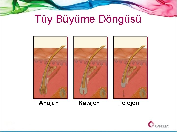 Tüy Büyüme Döngüsü Anajen Katajen Telojen 