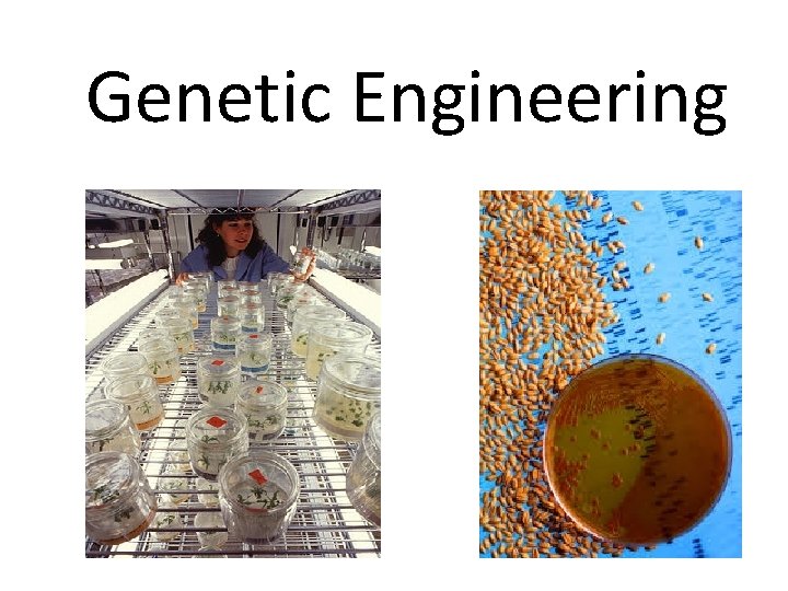 Genetic Engineering 