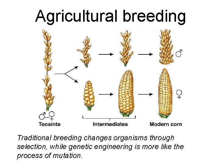Agricultural breeding Traditional breeding changes organisms through selection, while genetic engineering is more like
