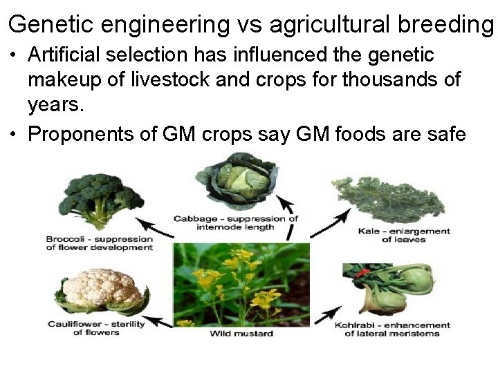 Genetic engineering vs agricultural breeding • Artificial selection has influenced the genetic makeup of