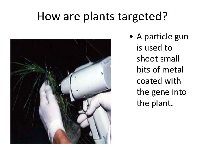 How are plants targeted? • A particle gun is used to shoot small bits