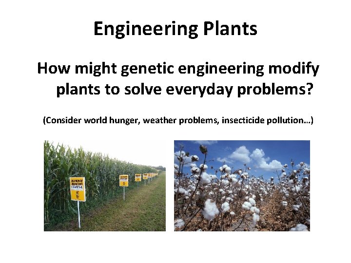 Engineering Plants How might genetic engineering modify plants to solve everyday problems? (Consider world