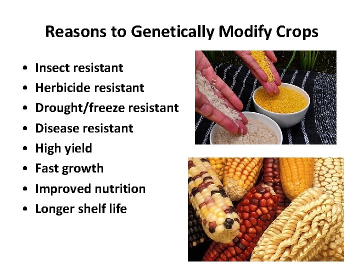 Reasons to Genetically Modify Crops • • Insect resistant Herbicide resistant Drought/freeze resistant Disease