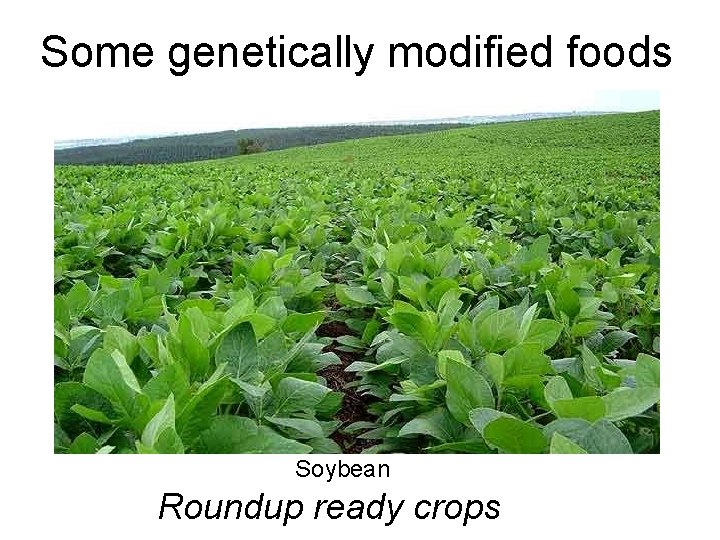 Some genetically modified foods Soybean Roundup ready crops 