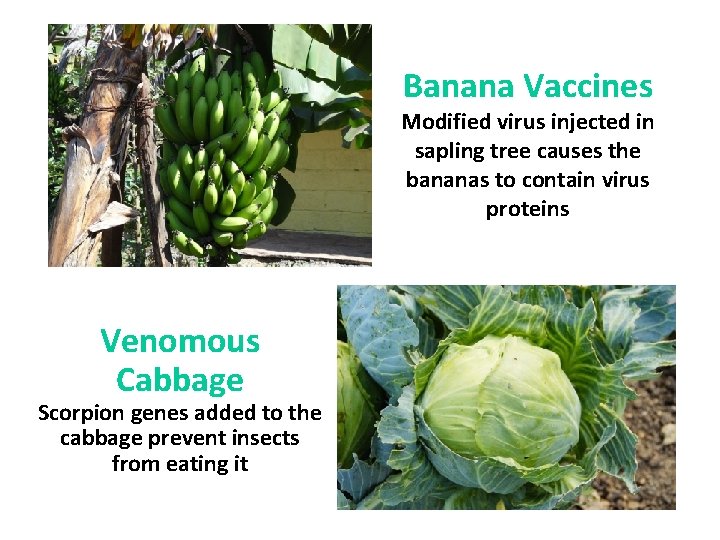 Banana Vaccines Modified virus injected in sapling tree causes the bananas to contain virus