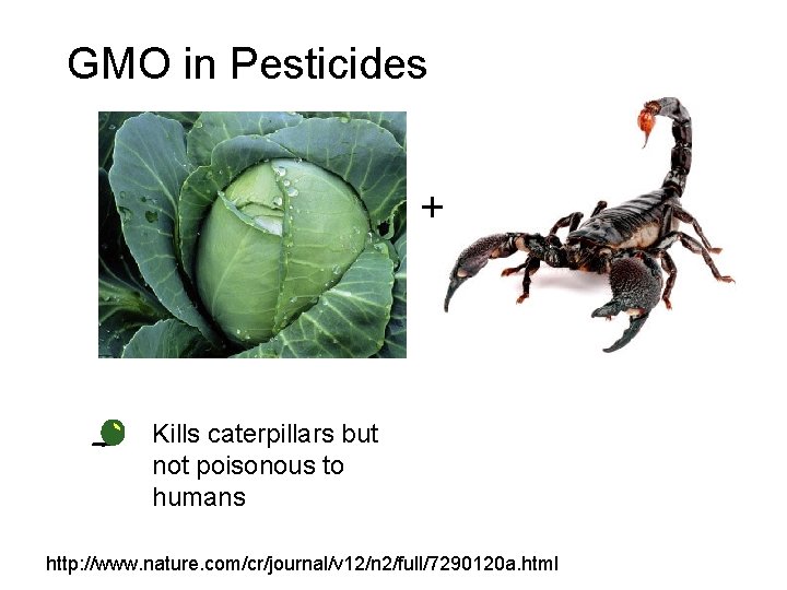GMO in Pesticides + • Kills caterpillars but not poisonous to humans http: //www.